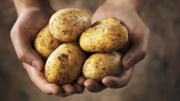 Niesamowite fakty ziemniaków: prawda o skrobi