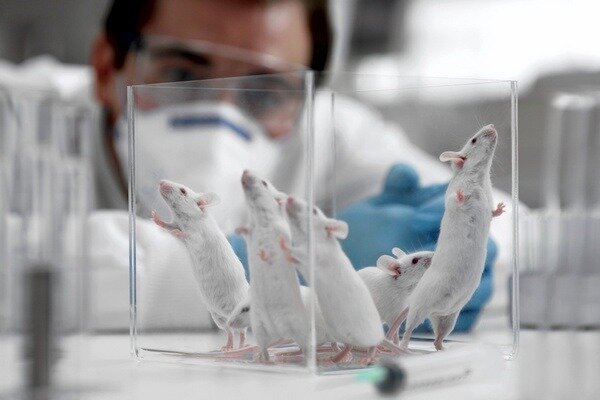 Badania okazały się bardzo ważne, ale należy wziąć pod uwagę, że struktura szczurów i ludzi jest wciąż inna (fot. Newsland.com)