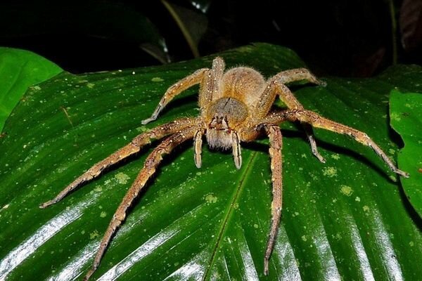 Ugryzienie nawet małych pająków może być niebezpieczne (Zdjęcie: topcafe.su)