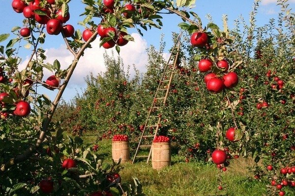 Jedno jabłko może zabić brzydki zapach. (Zdjęcie: Pixabay.com)
