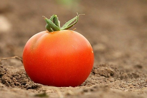 Wiele osób przechowuje pomidory w lodówce. Okazuje się, że to pomyłka (fot. Pixabay.com)