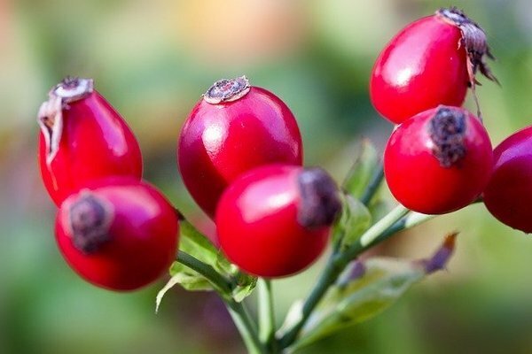 Z owoców dzikiej róży można zrobić pożyteczne wywary, które pomogą przezwyciężyć grypę i przeziębienia (Zdjęcie: pixabay.com)